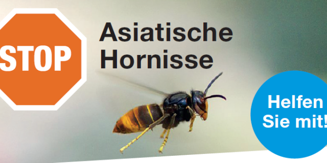 Asiatische Hornisse eindämmen — jetzt handeln!