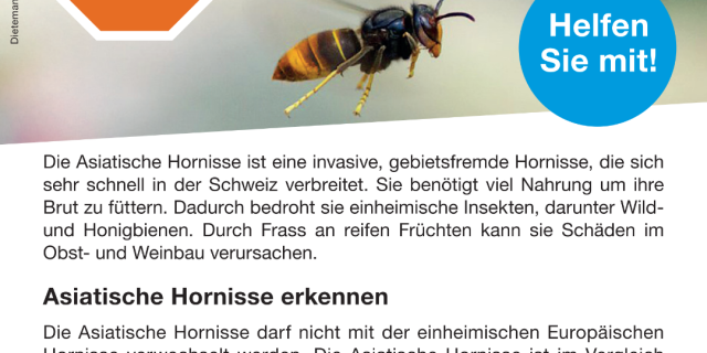 Aktuell - Asiatische Hornisse - der Befall nimmt zu