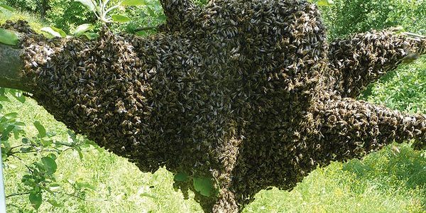 Ein Schwarm in Ihrem Garten?  – Wir helfen!