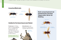 2026 UmweltZentralschweiz AsiatischeHornisse Flyer