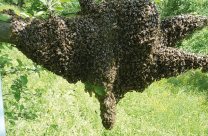 bienenschwarm einfangen luzern