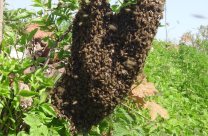 Honigbienenschwarm einfangen luzern