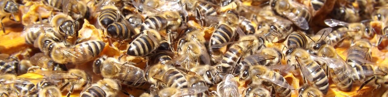 bees beehive beekeeping honey 48022