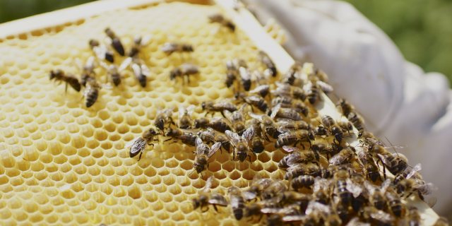 Neuer Bieneninspektor Amt Sursee